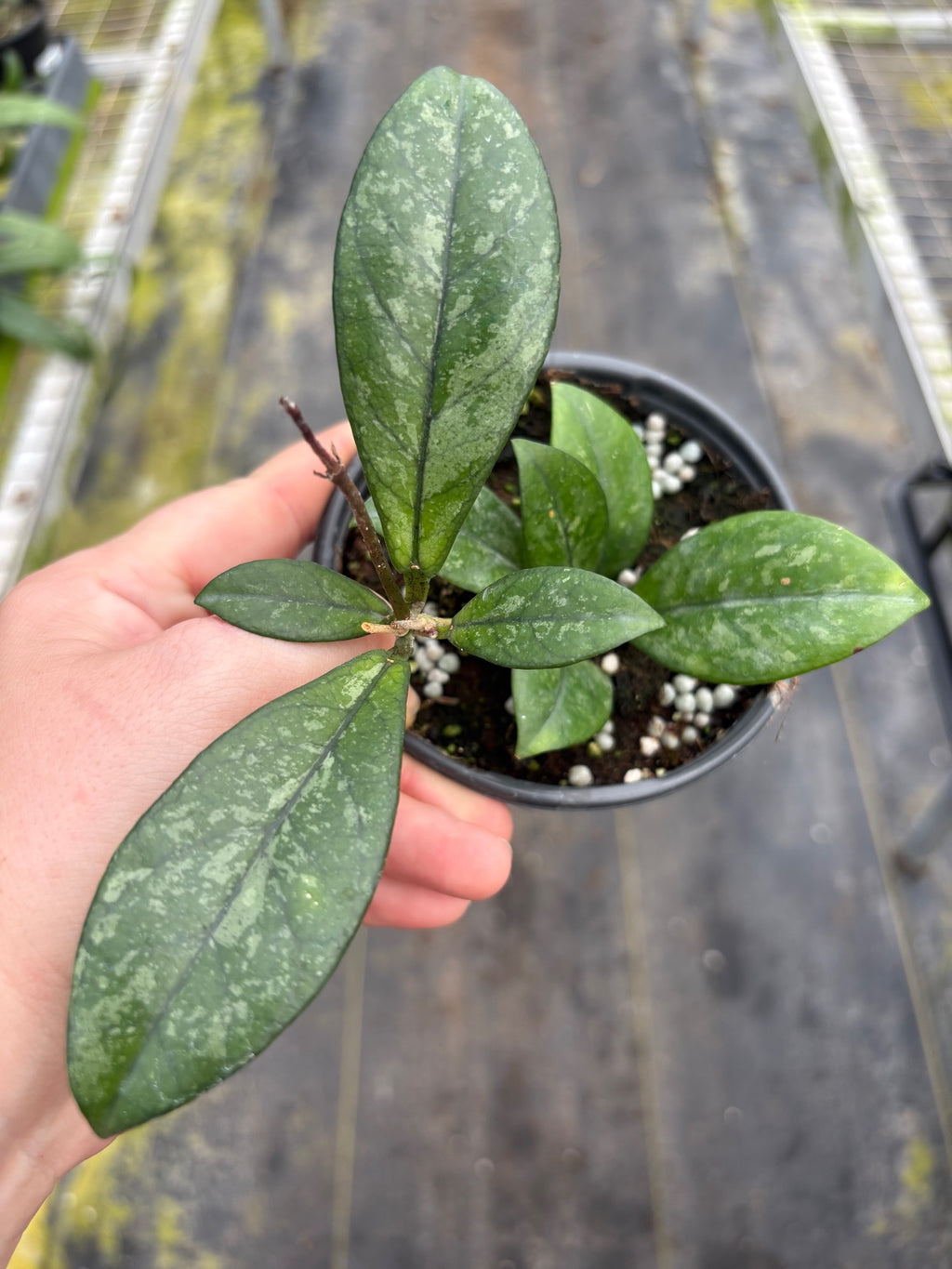 Hoya Crassipetiolata Splash