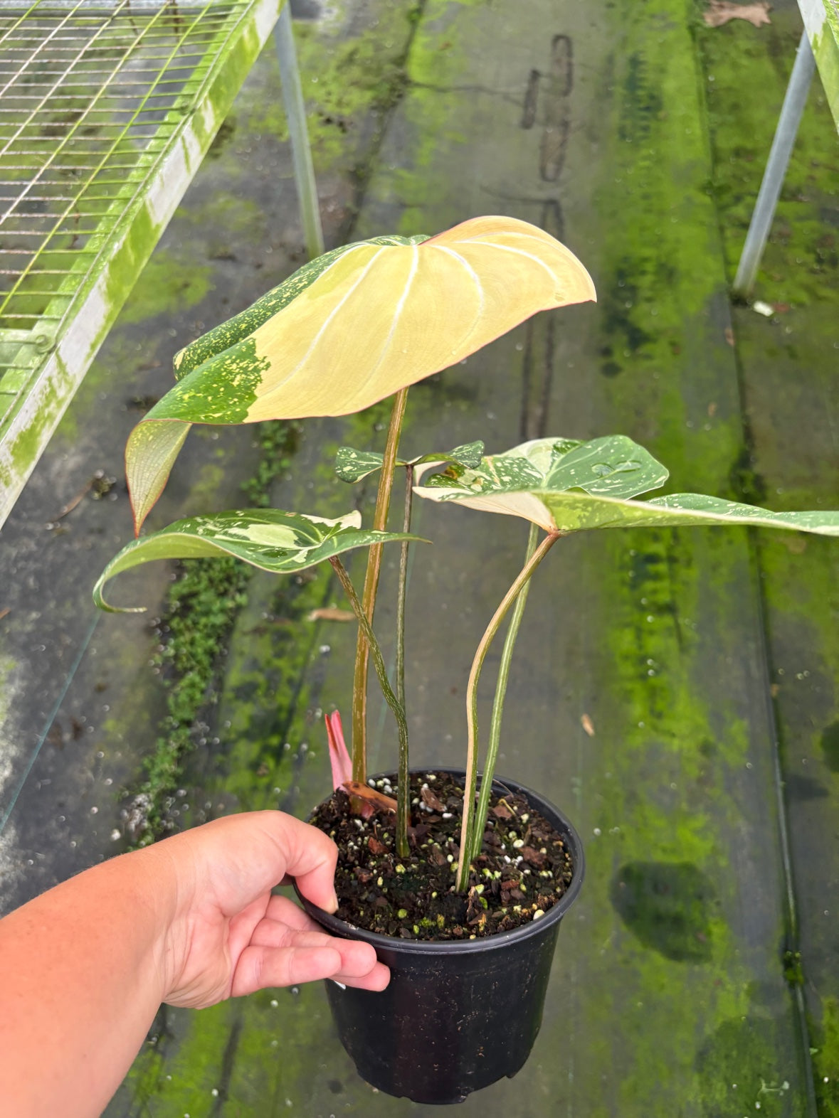 Variegated Tricolor Gloriosum Philodendron