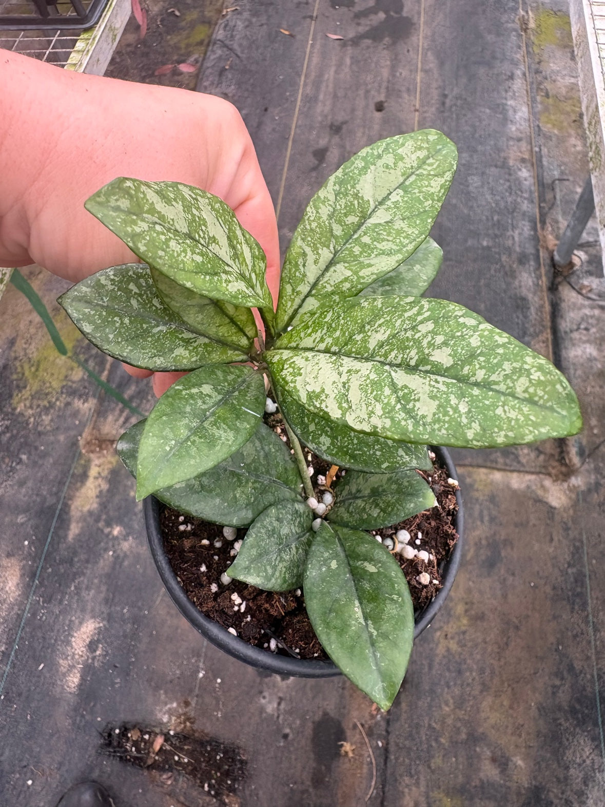 Hoya Crassipetiolata Splash