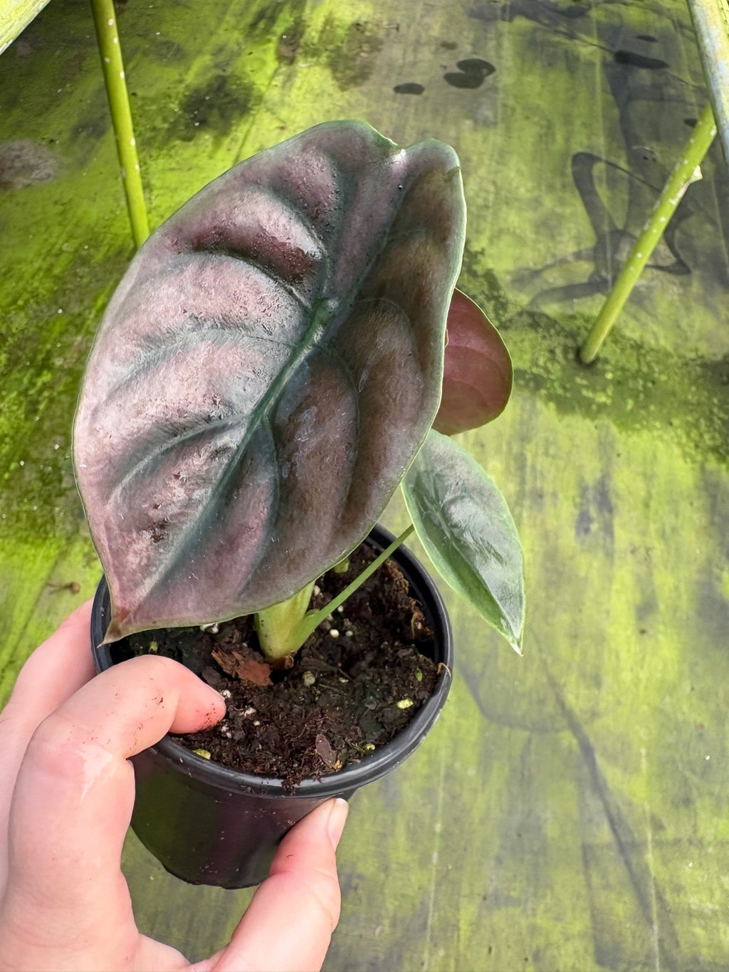 Alocasia Cuprea