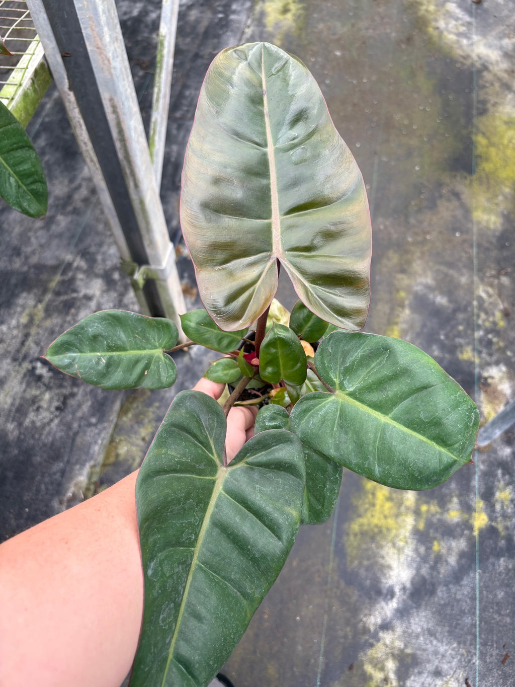 Pink Princess Cross Billietiae Philodendron