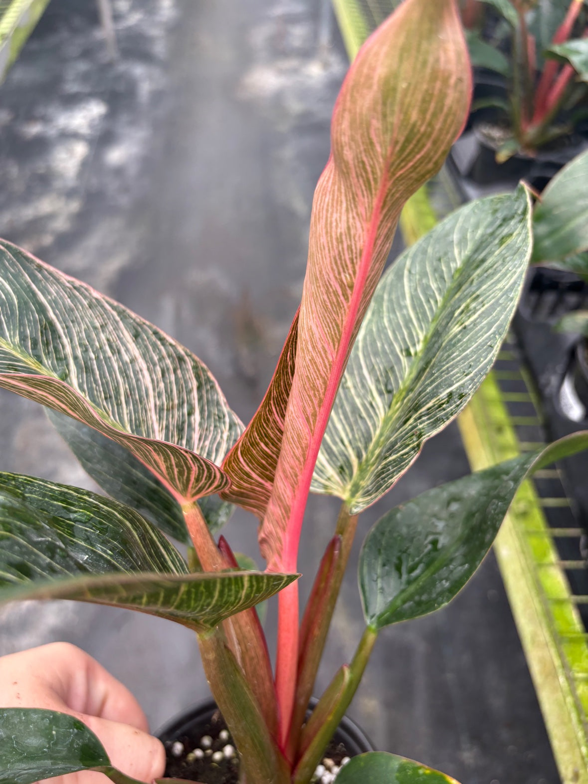 Philodendron Pink Birkin