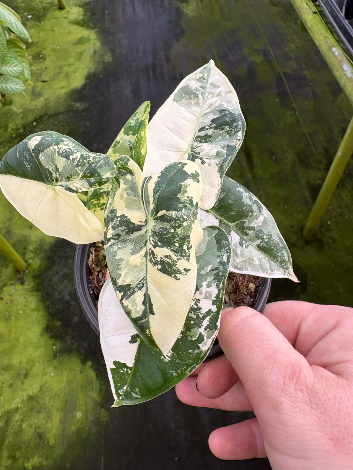 Variegated Alocasia Frydek