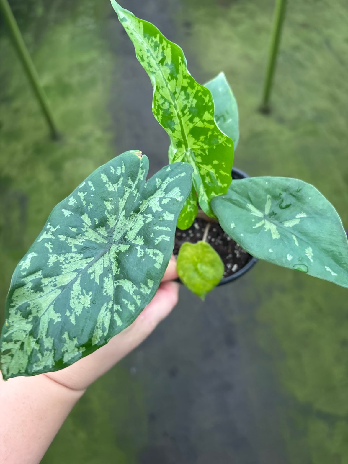 Alocasia Shattered Glass