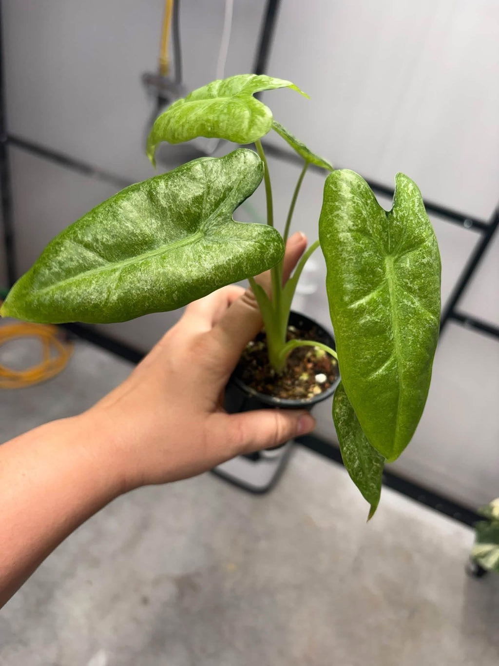 Alocasia Mint Lava Mosaic Frydek