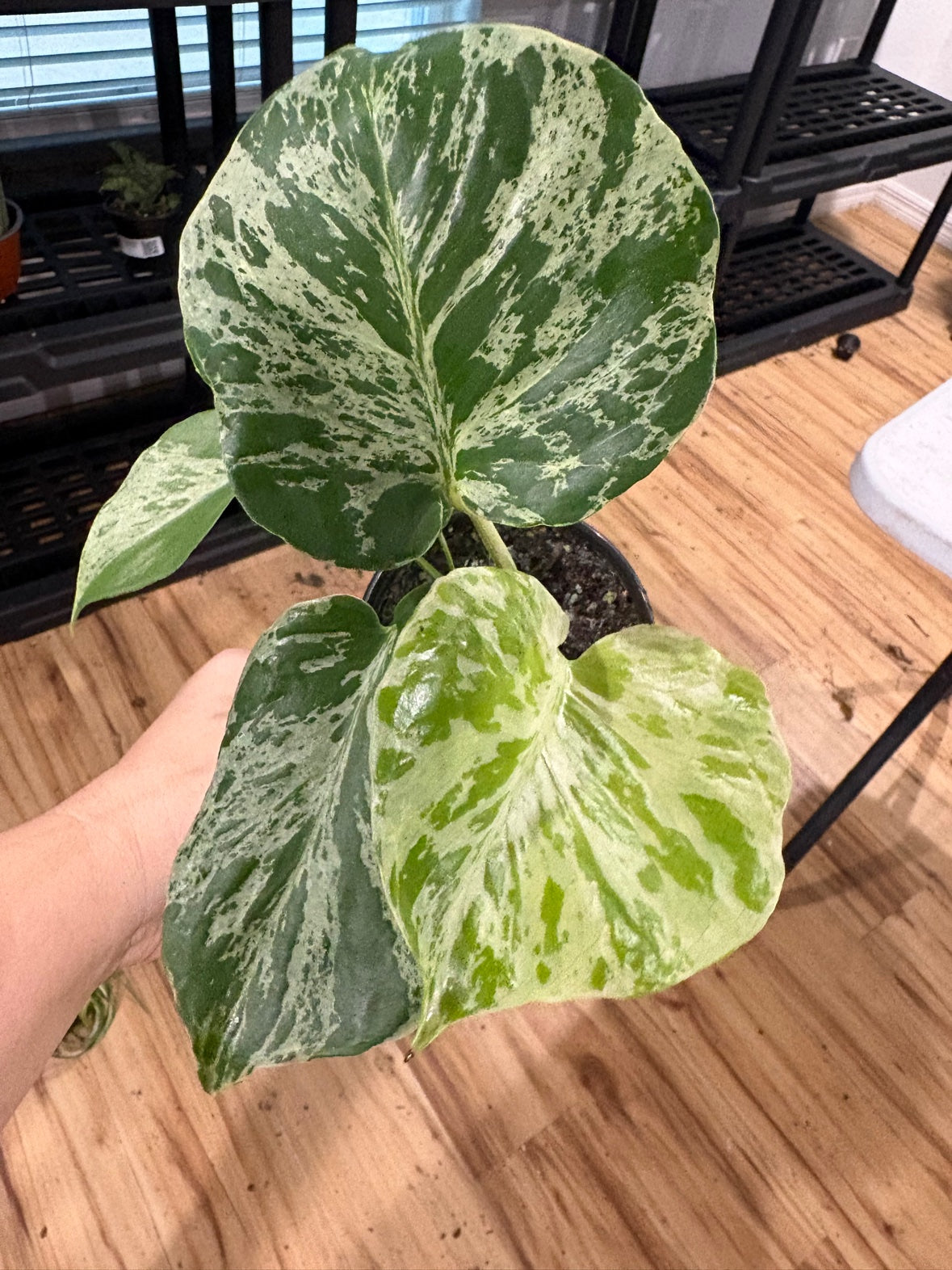 Monstera Bulbasaur