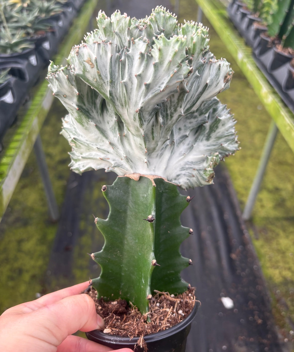 White Mermaid Tail Cactus