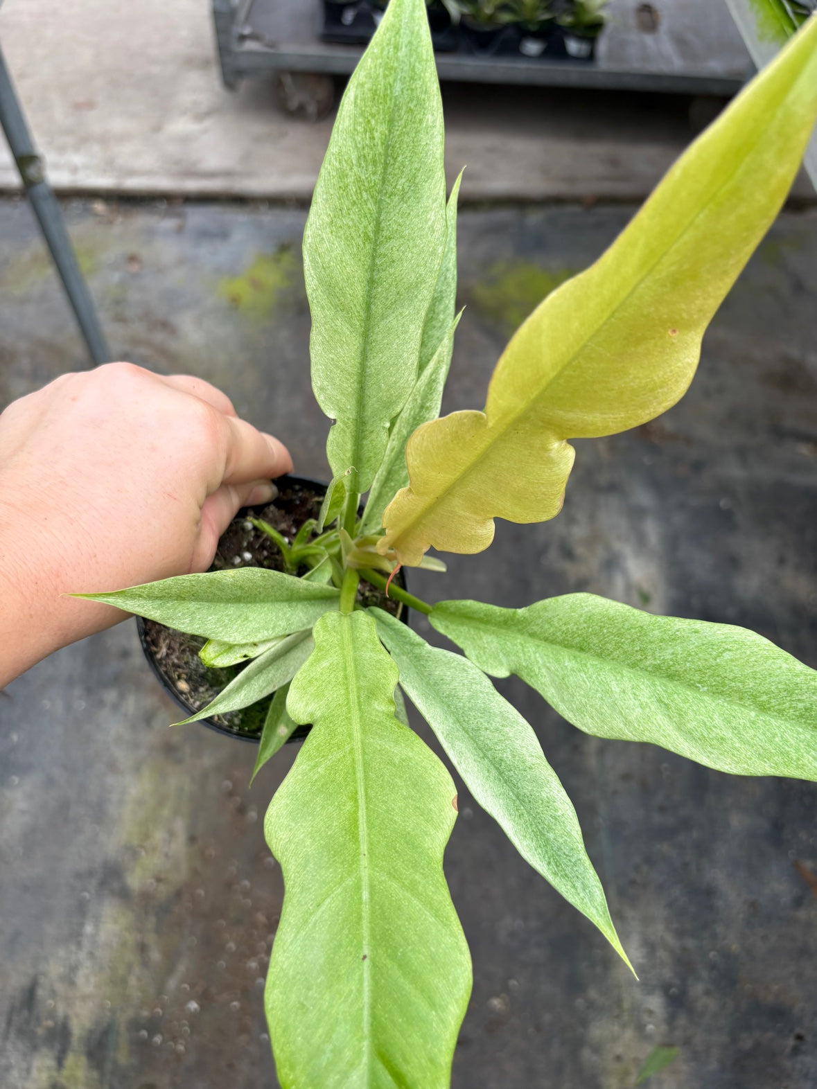 Ring of Fire Mint Philodendron