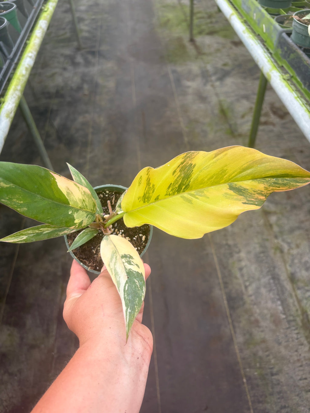 Caramel Marble Philodendron