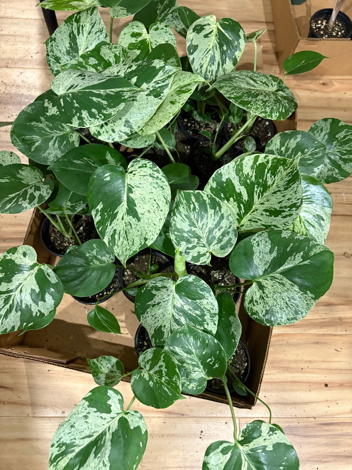 Monstera Bulbasaur