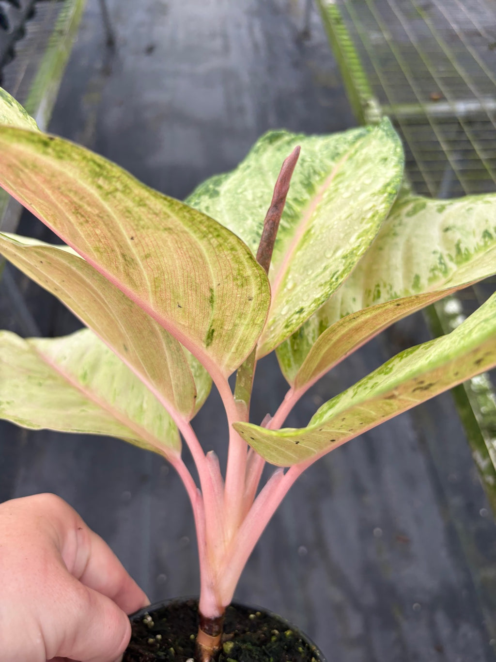 Aglaonema Frozen