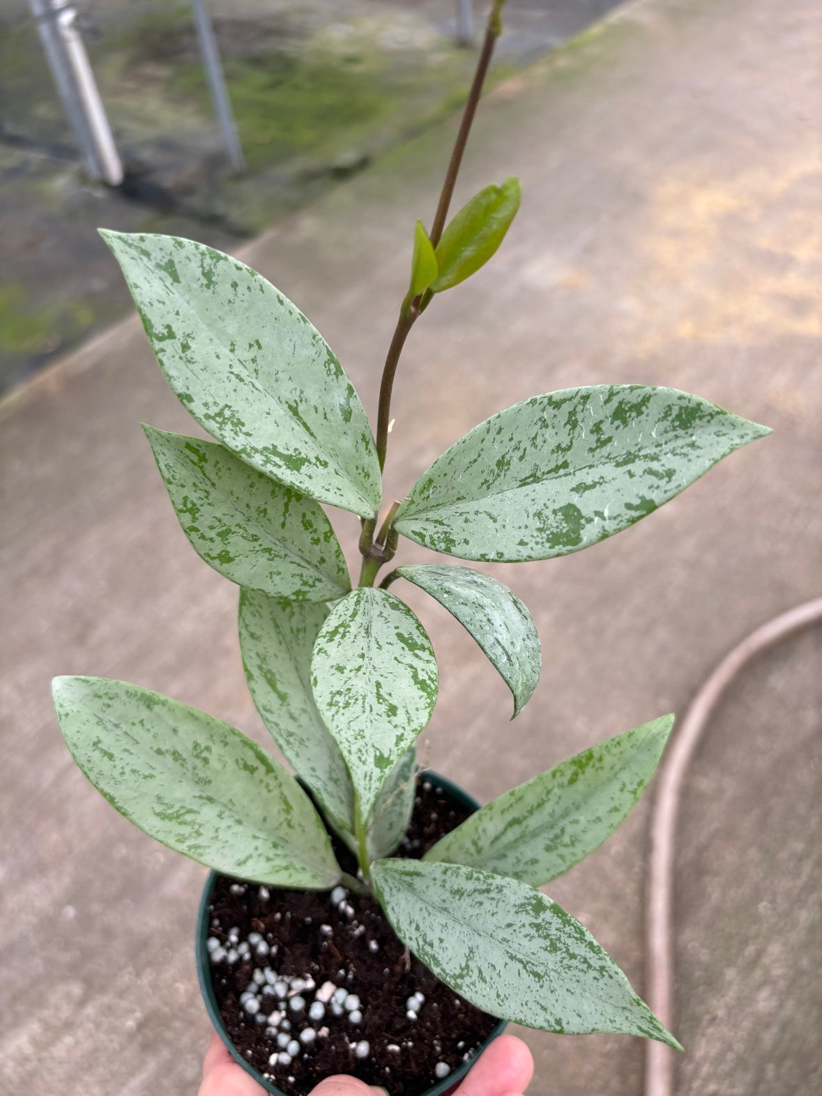 Hoya Pubicalyx Pink Ghost