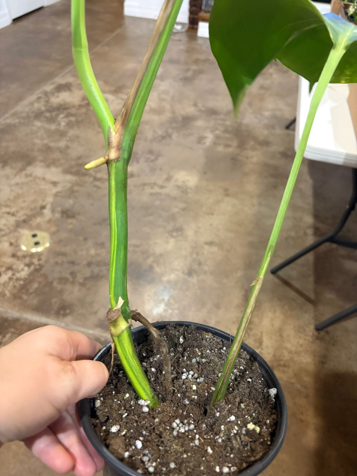 Monstera Aurea