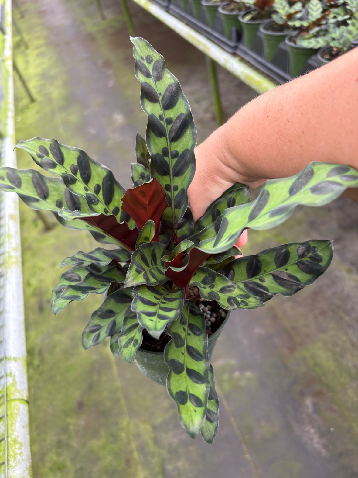 Rattlesnake Calathea aka Lancifolia