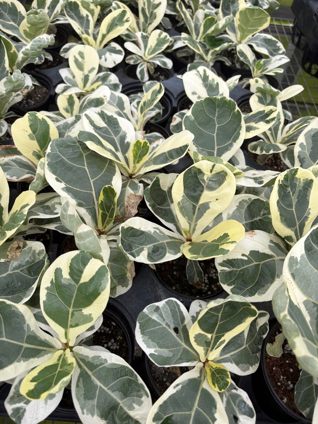 Variegated Ficus Lyrata aka Fiddle Leaf Fig