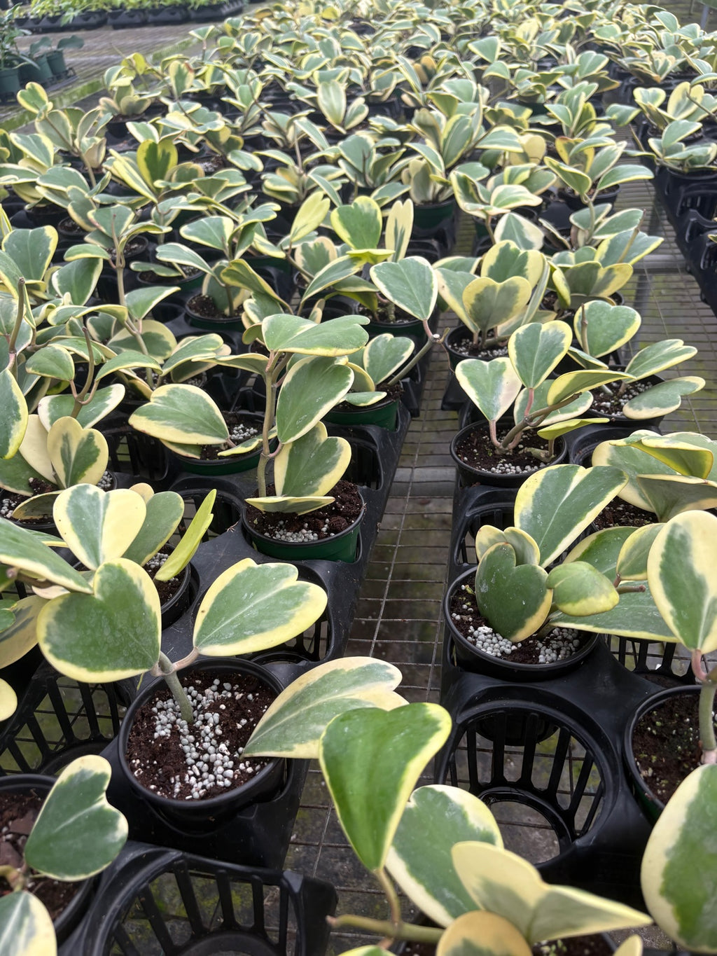 Outer Variegated Hoya Kerri Heart