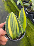 Variegated Whale Fin