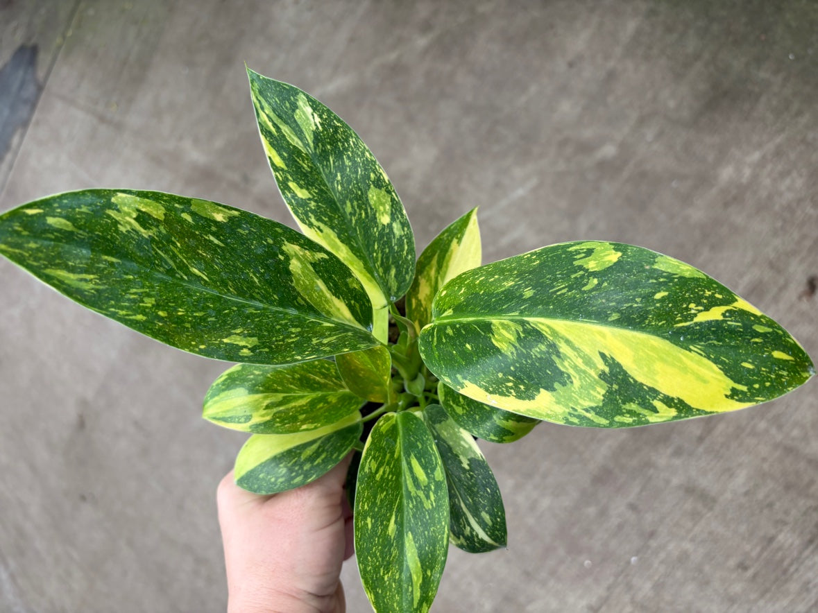Philodendron Congo Nuclear