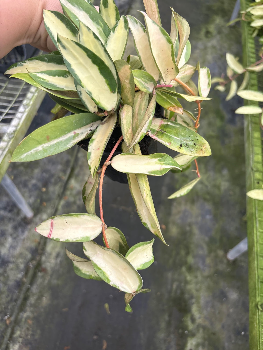 Hoya Acuta