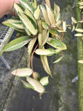 Hoya Acuta