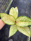 Aglaonema Frozen