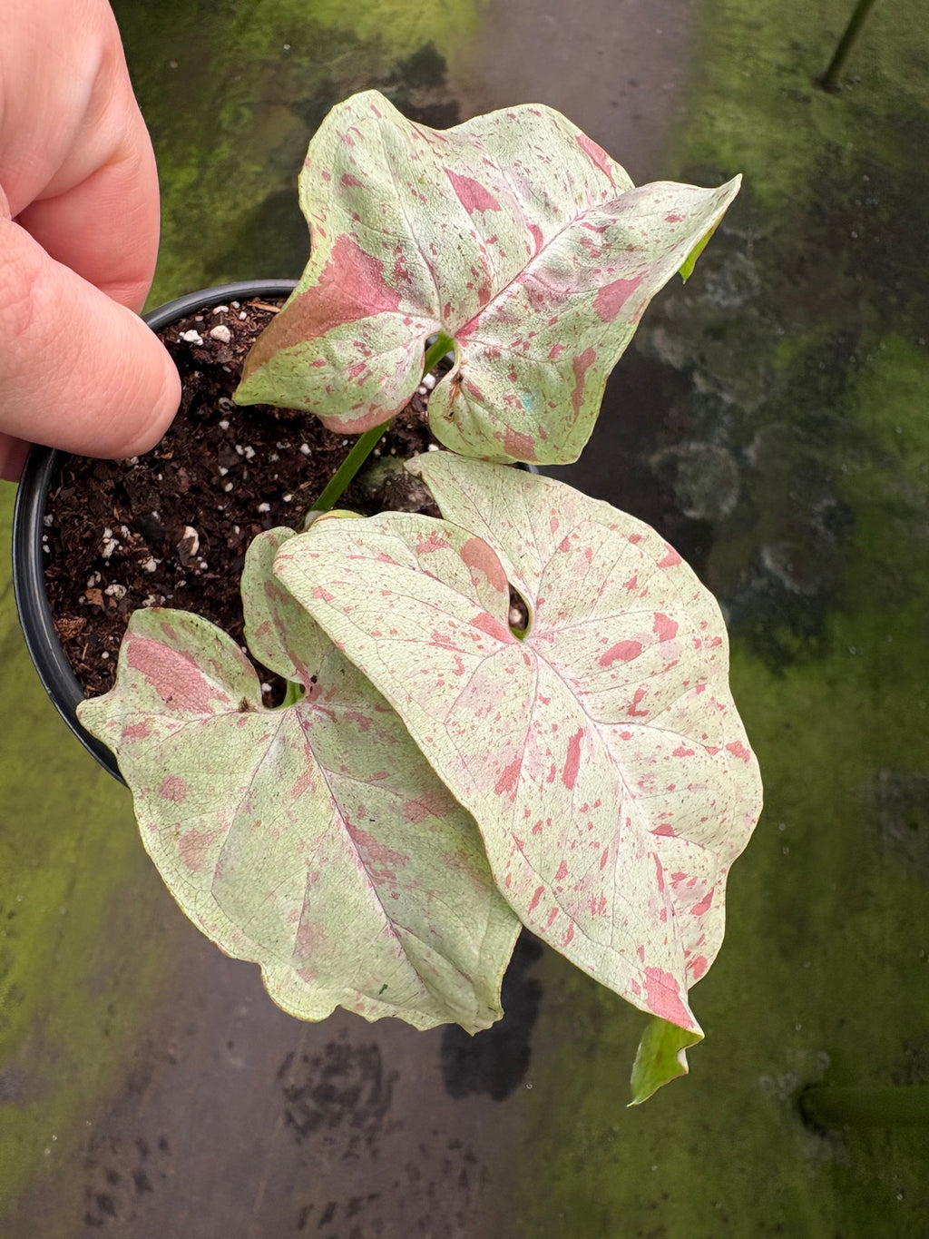 Milk Confetti Syngonium