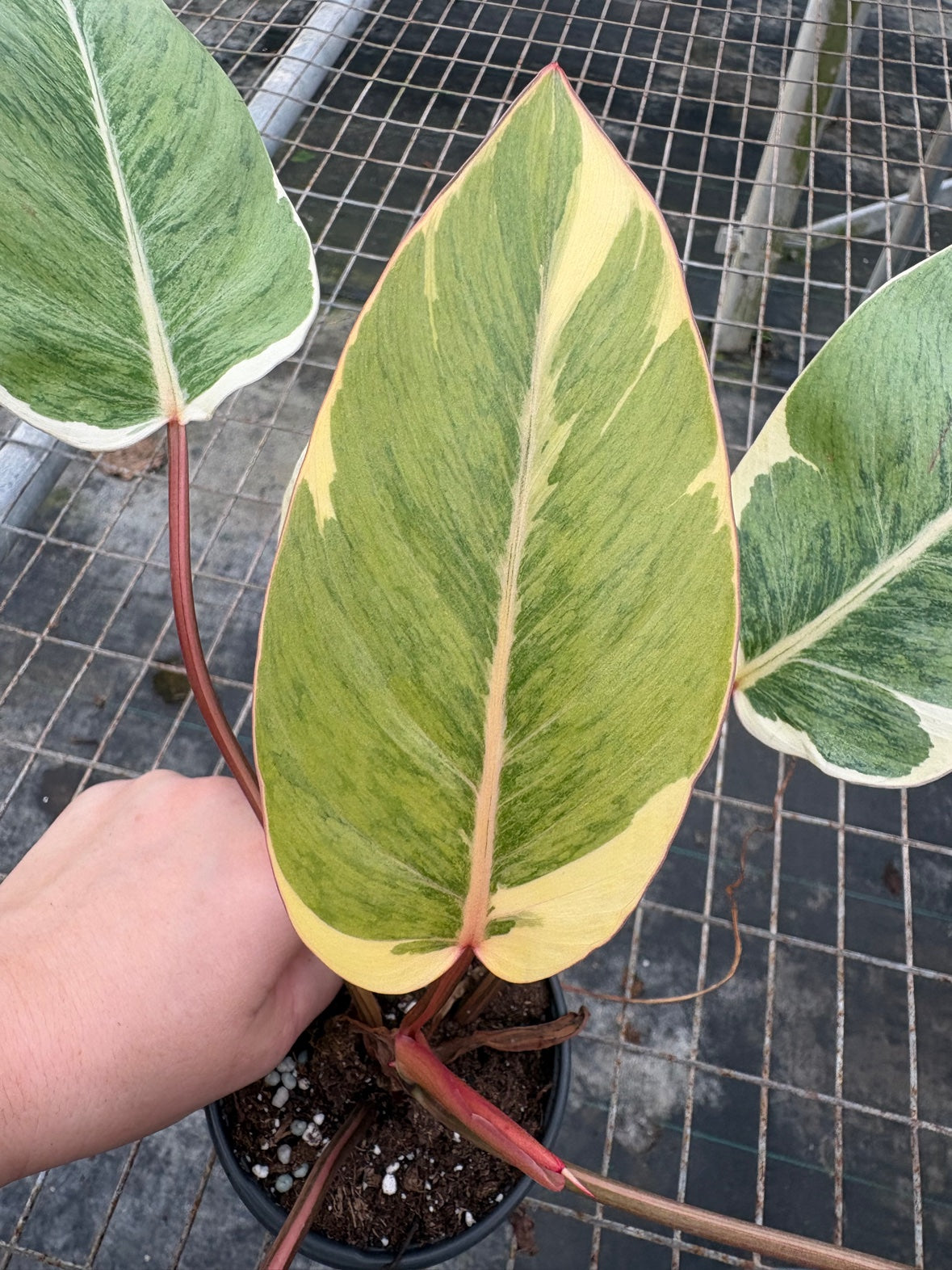 Philodendron Shady Lady