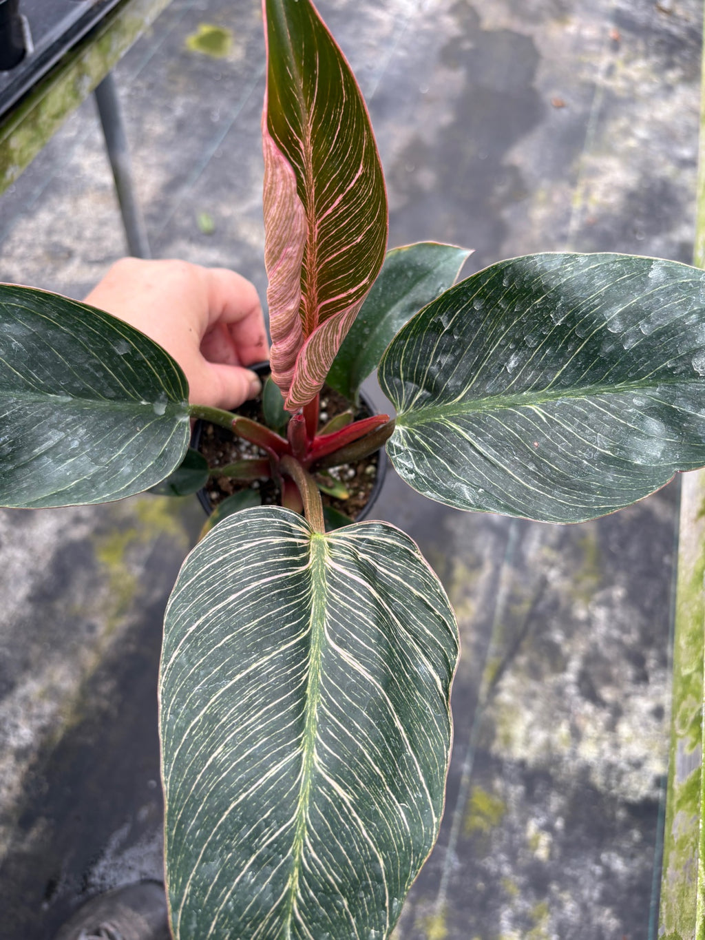 Philodendron Pink Birkin