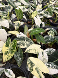 Variegated Alocasia Frydek