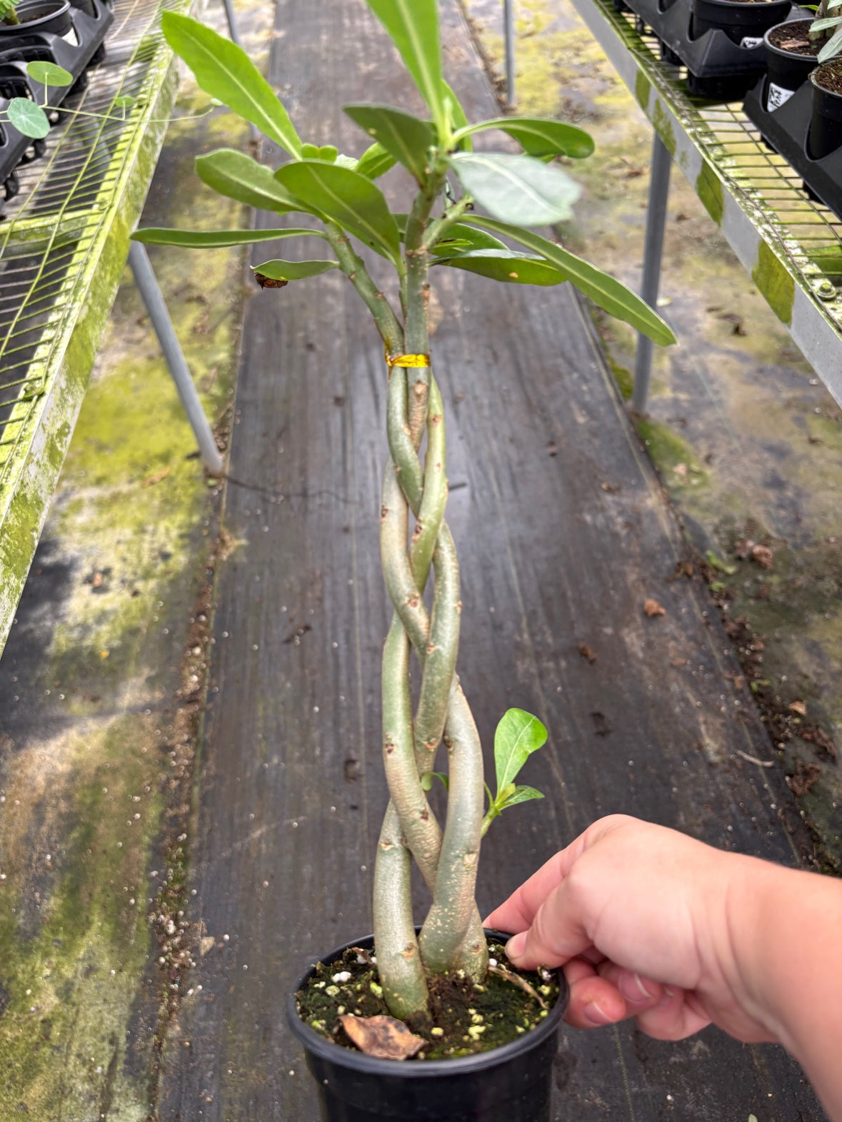 Braided Desert Rose
