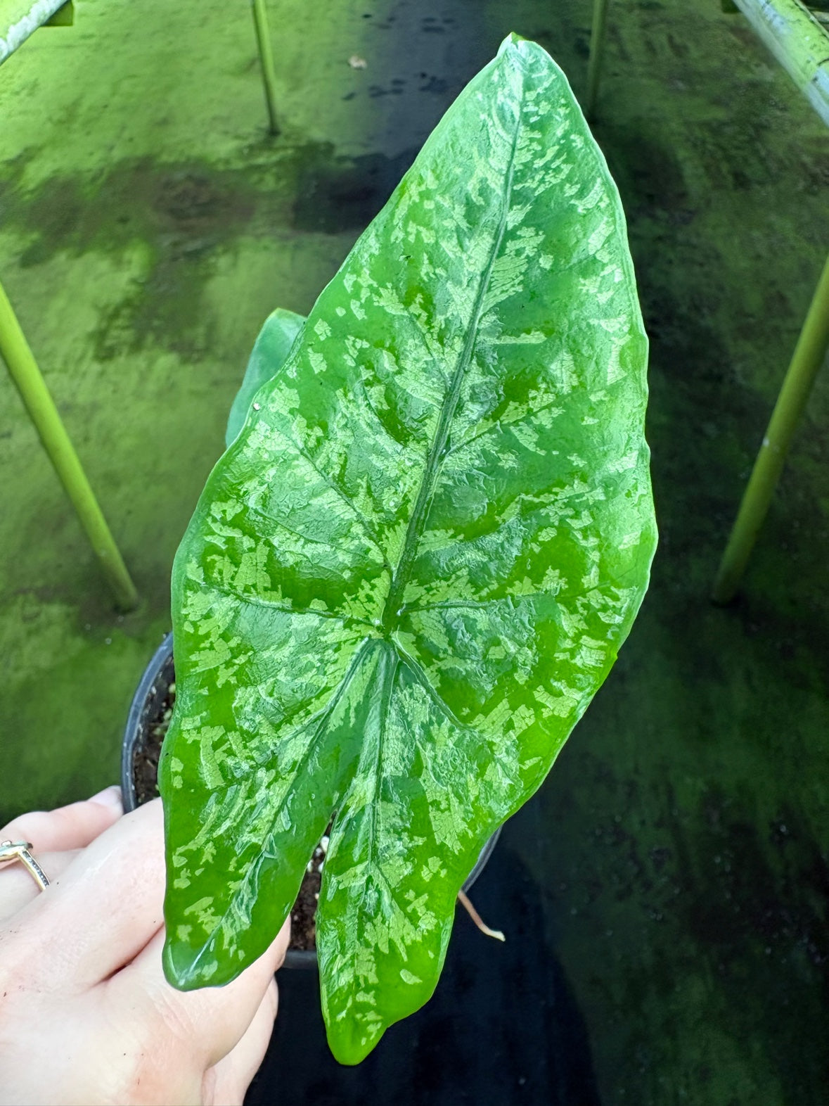 Alocasia Shattered Glass
