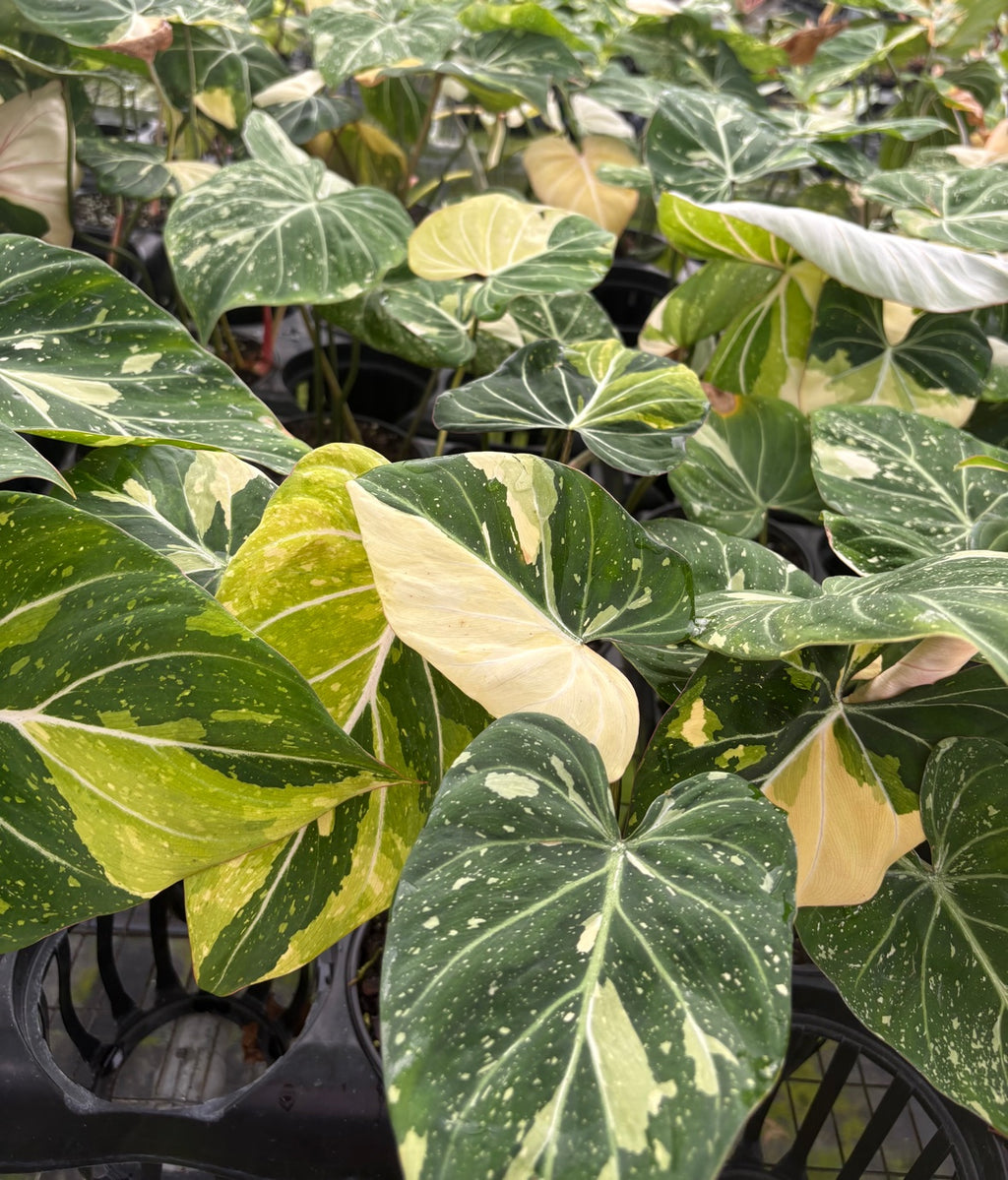 Variegated Tricolor Gloriosum Philodendron