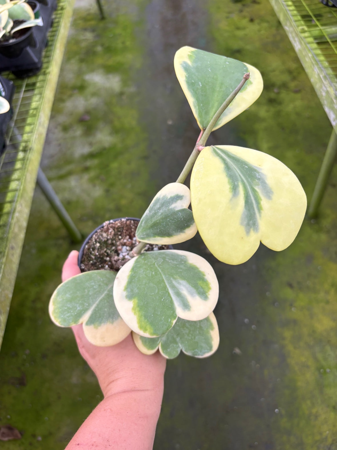 Outer Variegated Hoya Kerri Heart