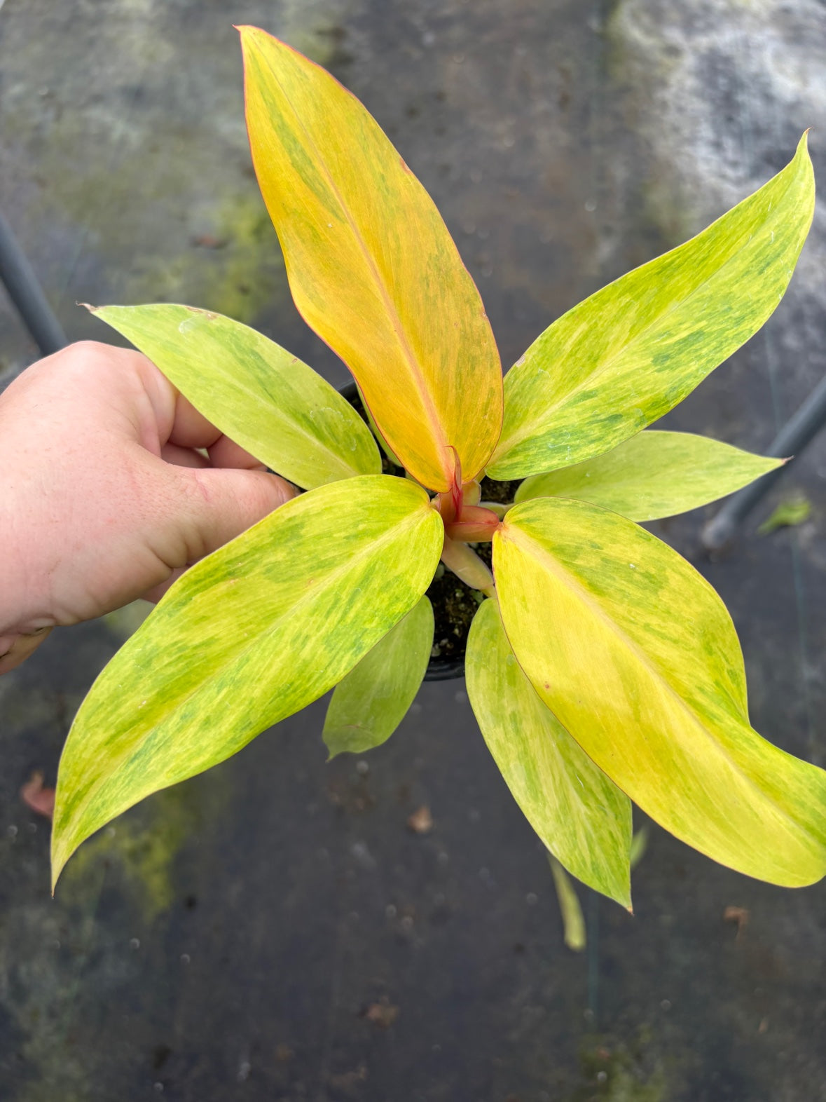 Philodendron Orange Marmalade