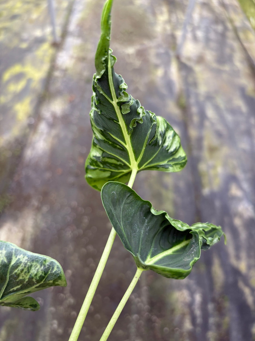 Alocasia Frydek Tattoo