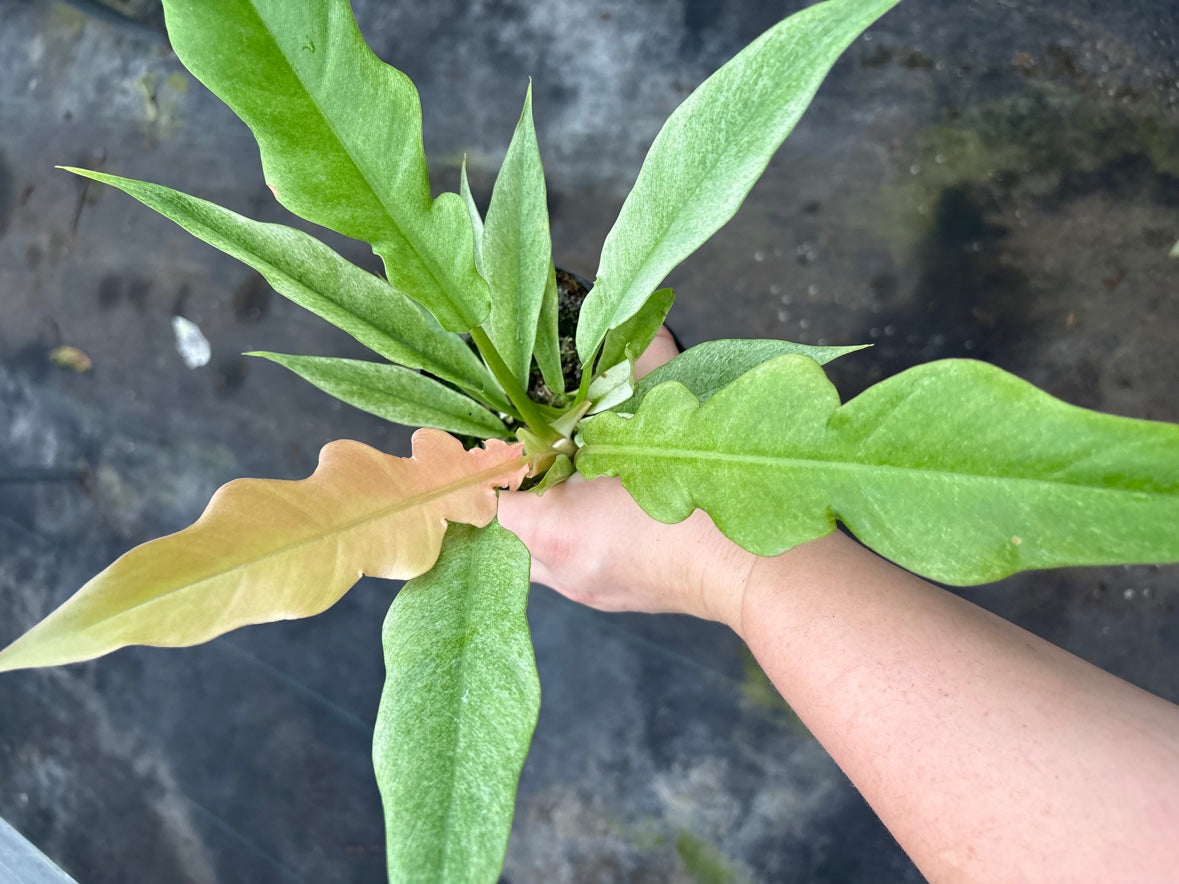 Ring of Fire Mint Philodendron