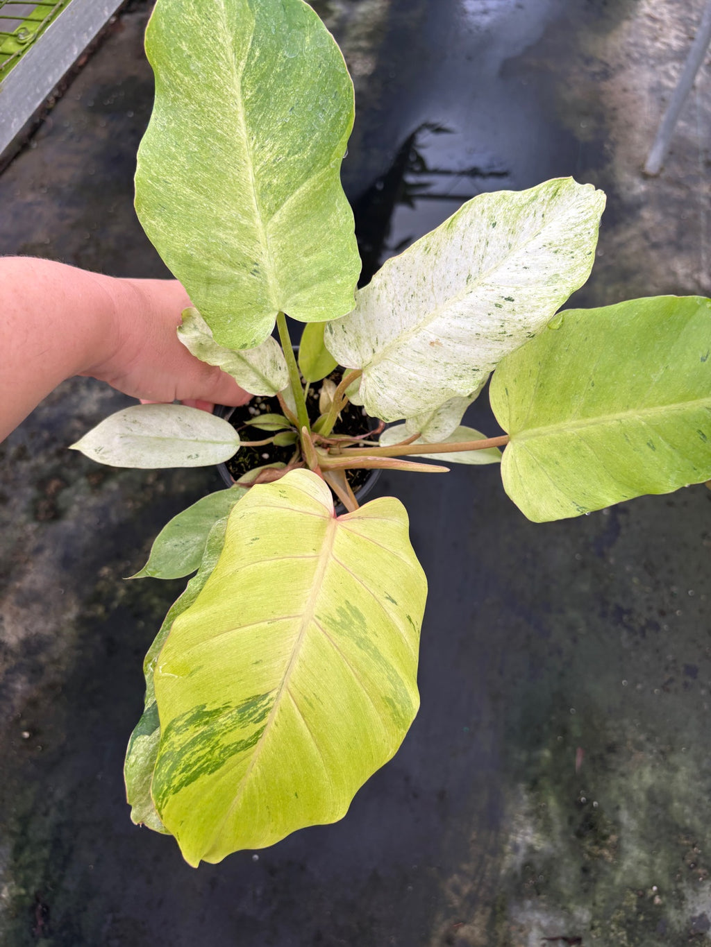 Philodendron Snowdrift