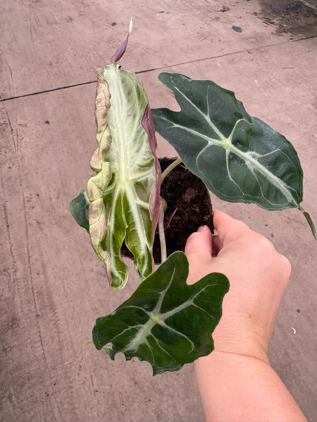 Alocasia Venom