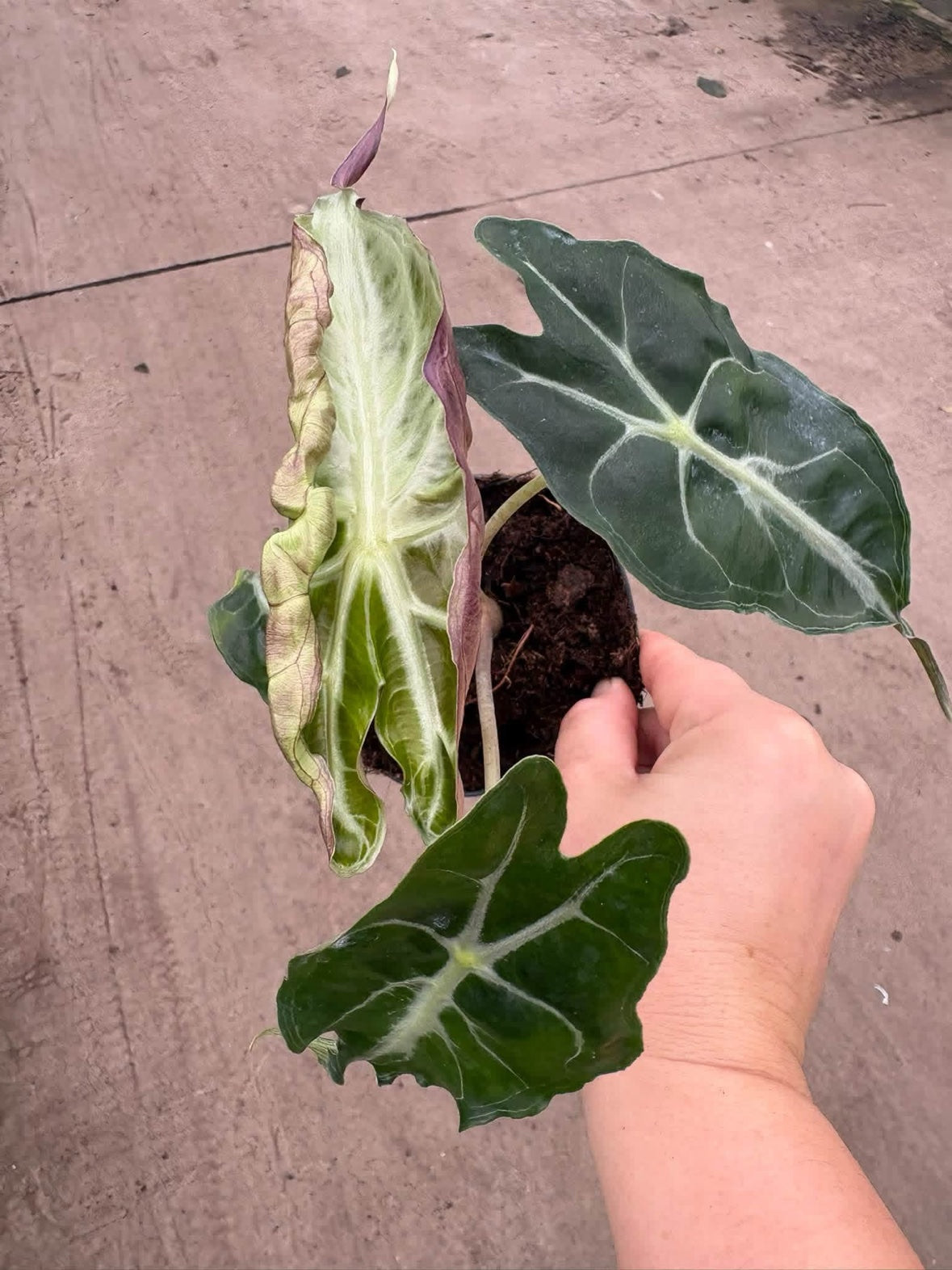 Alocasia Venom