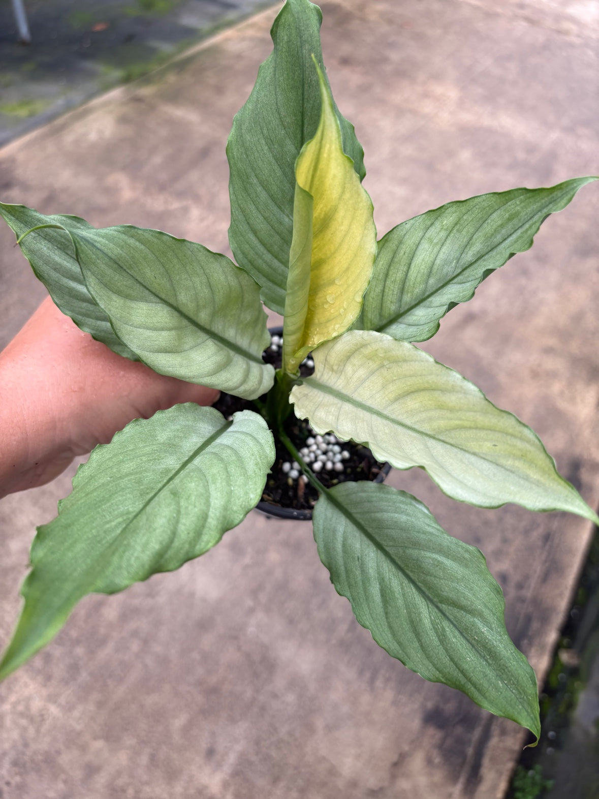 Spathiphyllum Grey Ghost
