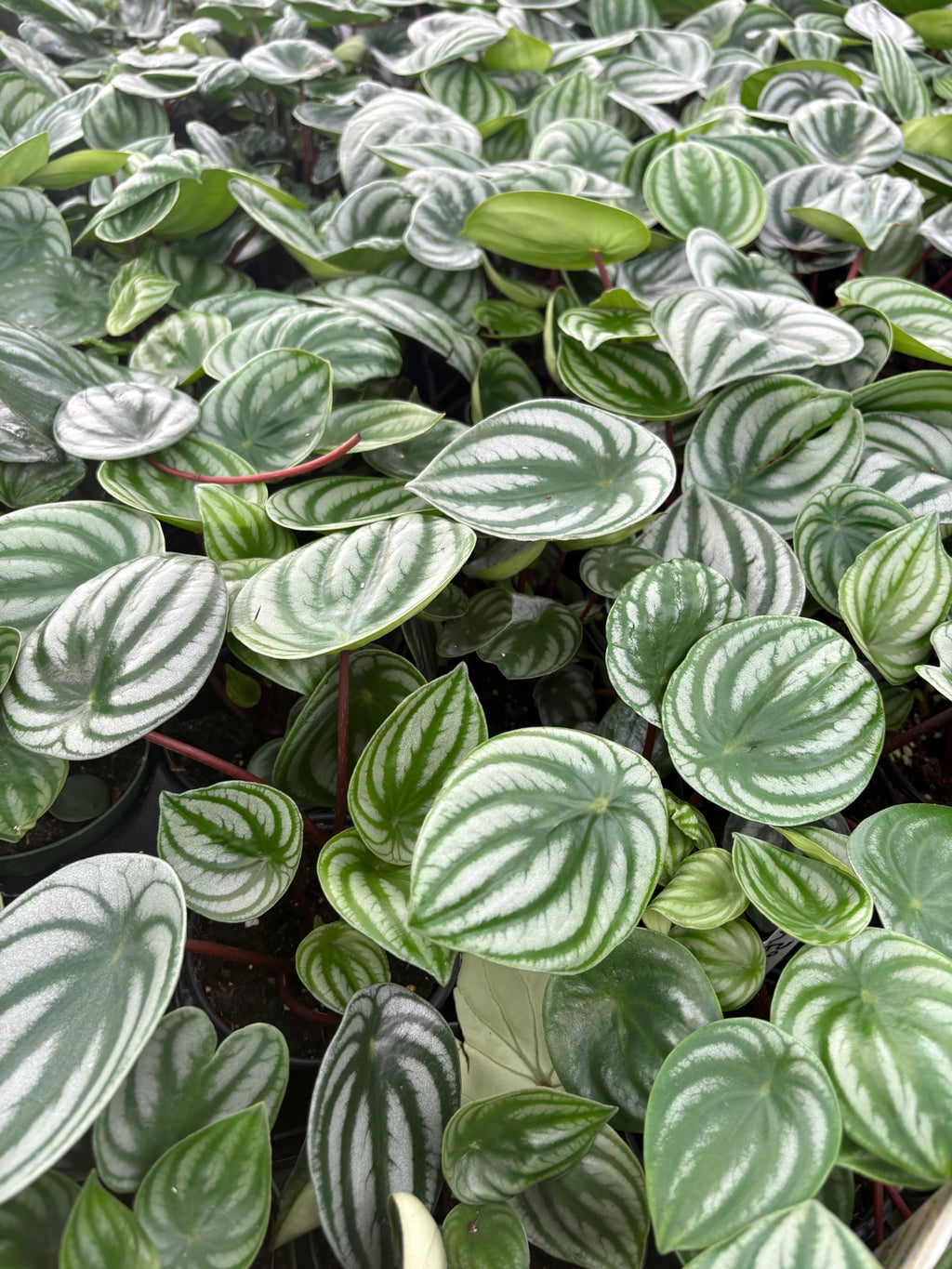 Watermelon Peperomia