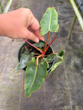 Philodendron Billietiae