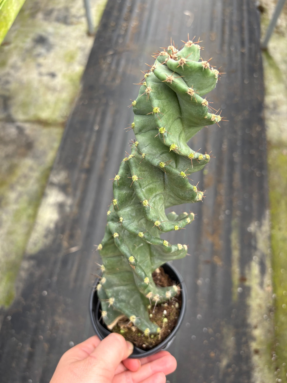 Spiral Cactus