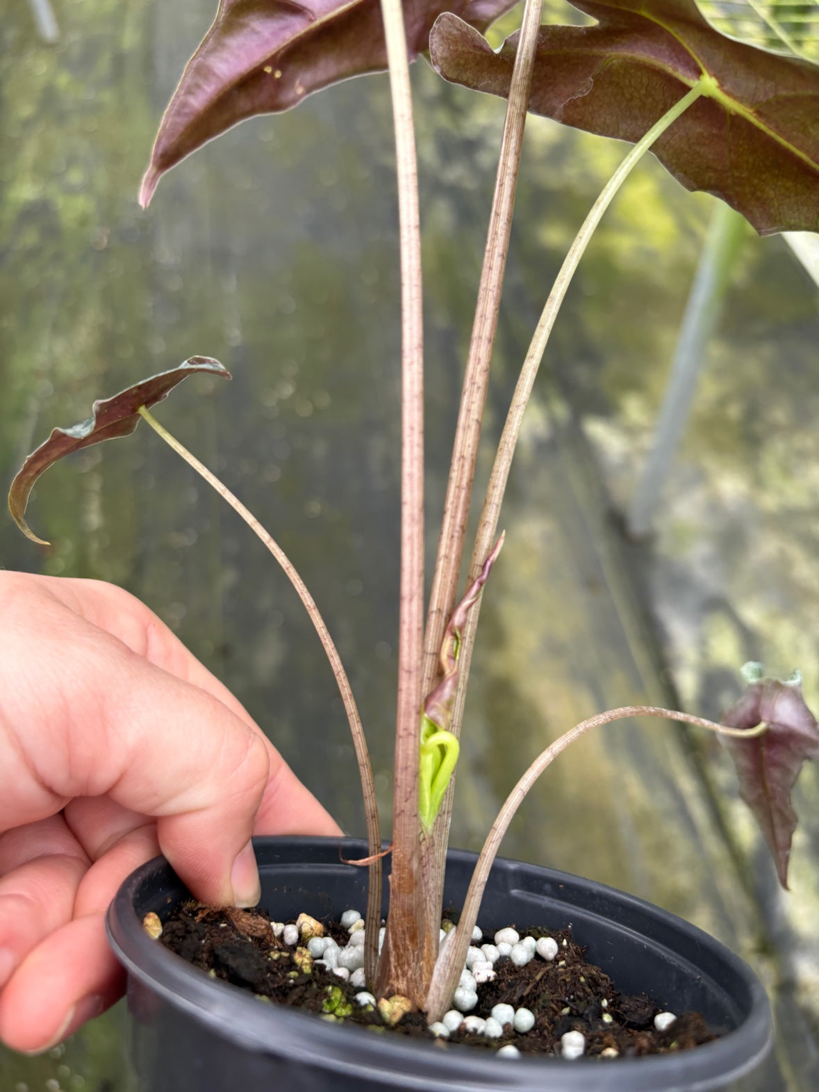 Alocasia Nobilis