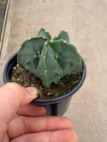 Astrophytum Myriostigma 'Walnut'