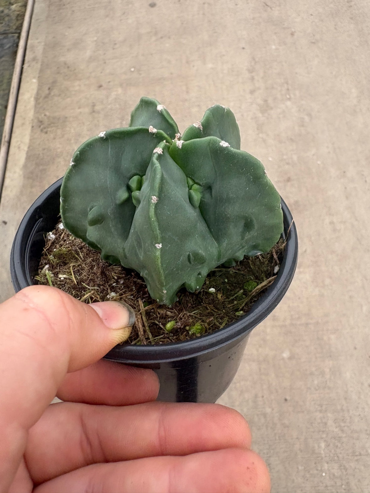 Astrophytum Myriostigma 'Walnut'