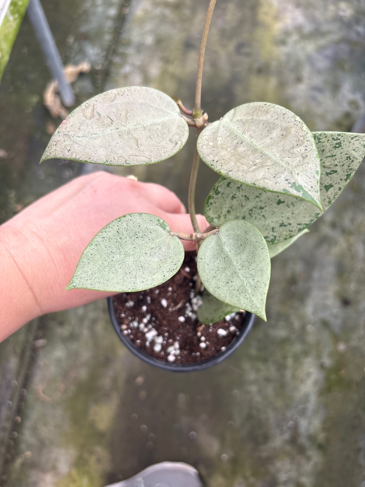 Hoya Silver Heart