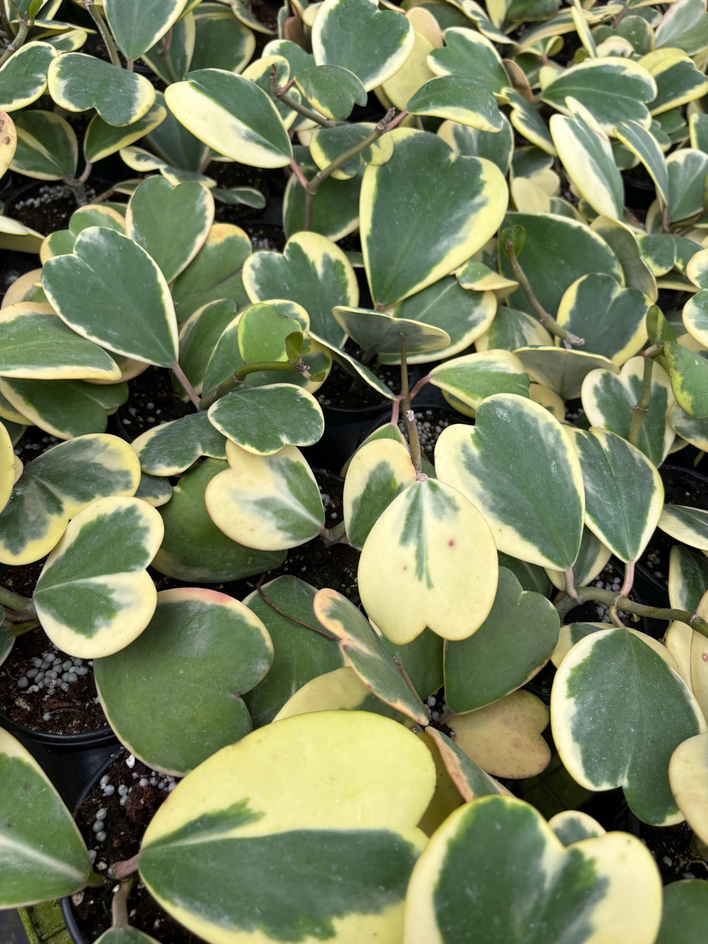 Outer Variegated Hoya Kerri Heart