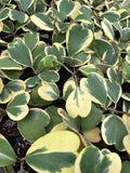 Outer Variegated Hoya Kerri Heart