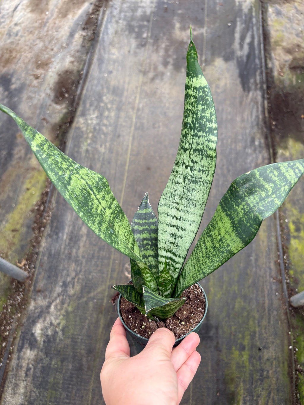 Sansevieria Robusta